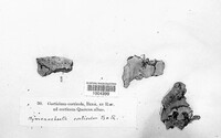 Hymenochaete corticolor image